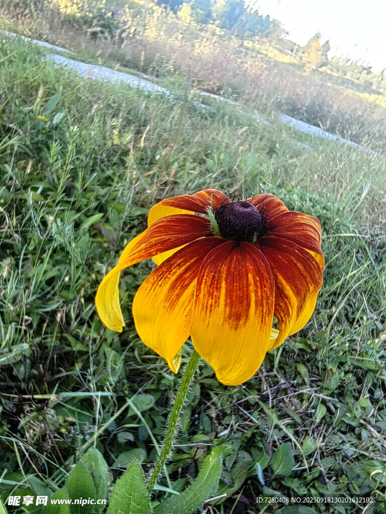 田野中的雙色黑心金光菊