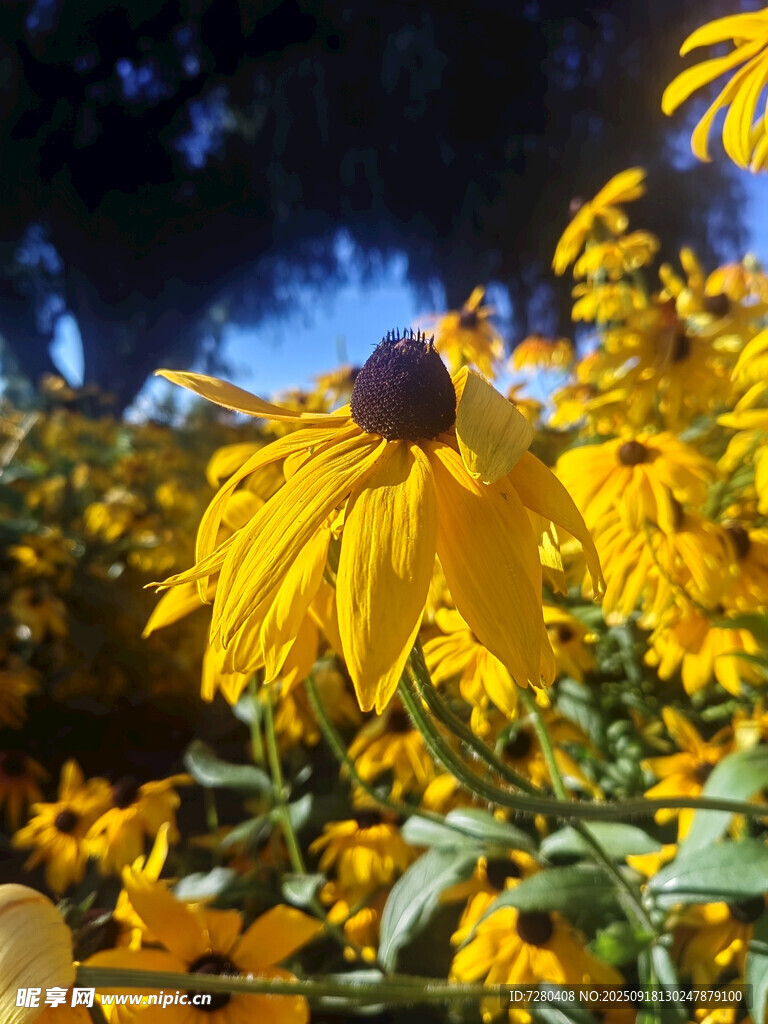 金黃燦爛的黑心菊花海