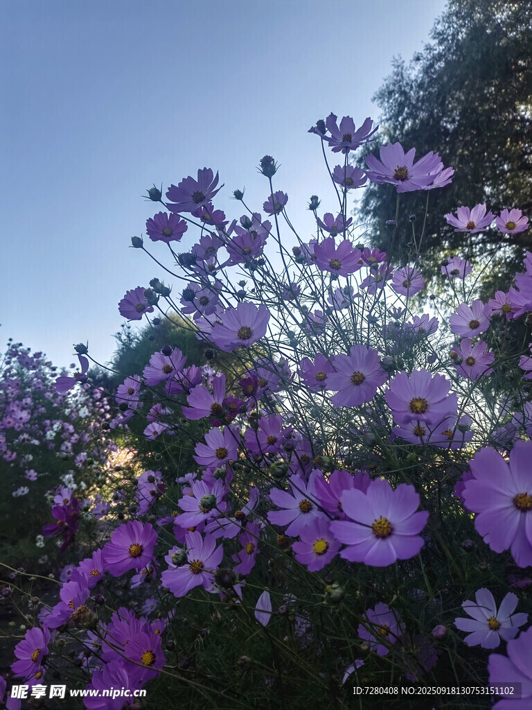 夕陽下的紫色波斯菊綻放