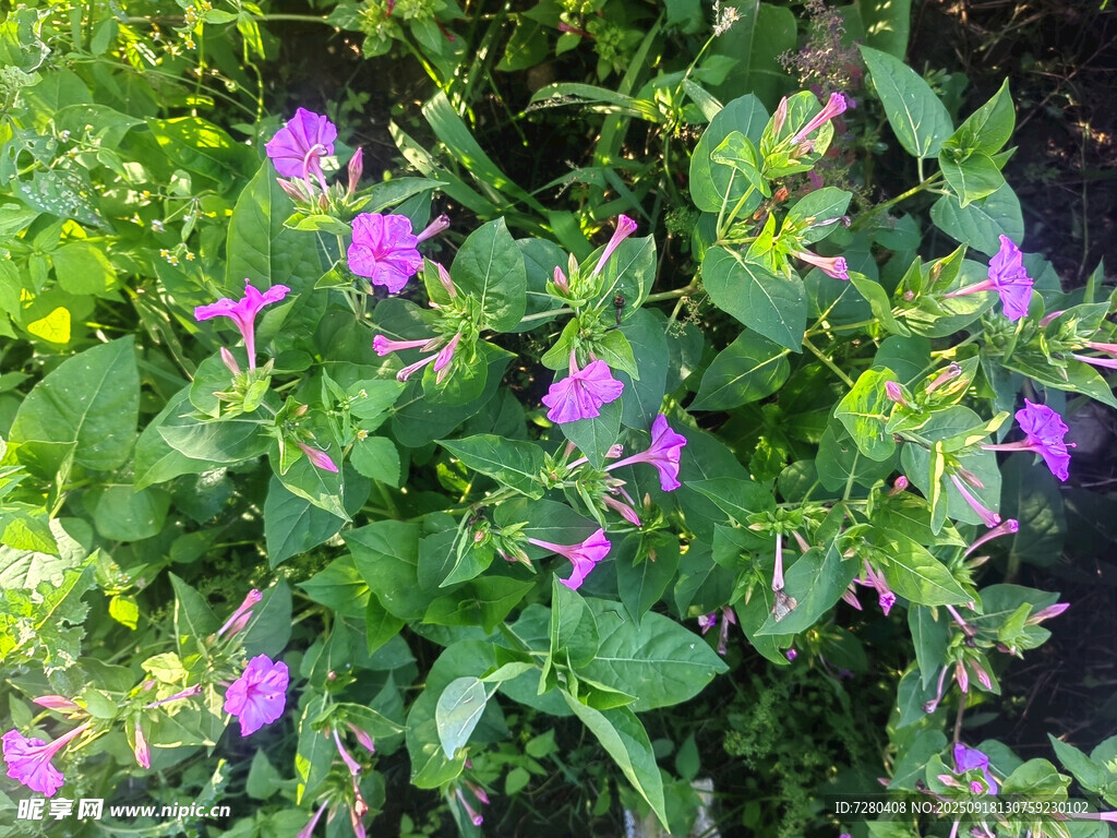 綻放的紫色花卉植物