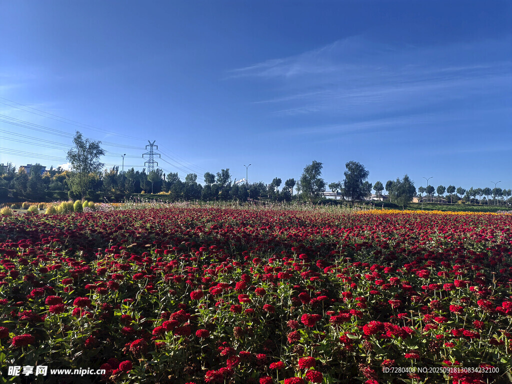 絢爛花海色彩斑斕的自然美景