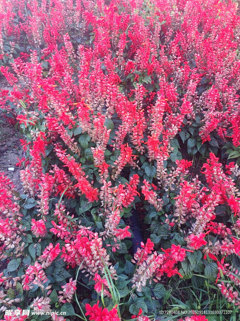 艷麗紅花草海景觀