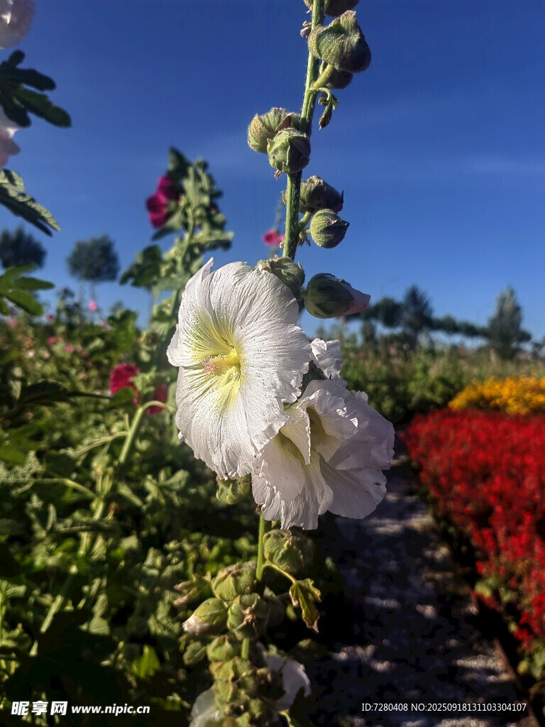 花園中綻放的美麗蜀葵花
