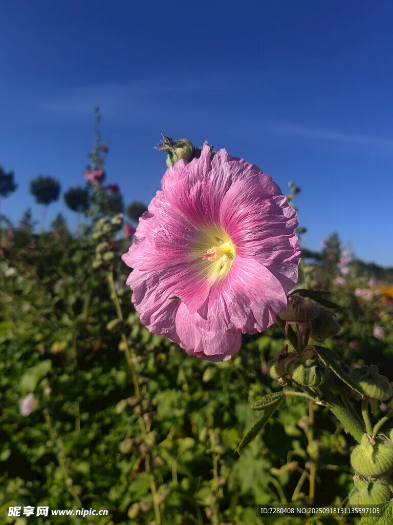 嬌艷粉色花朵綻放于綠野