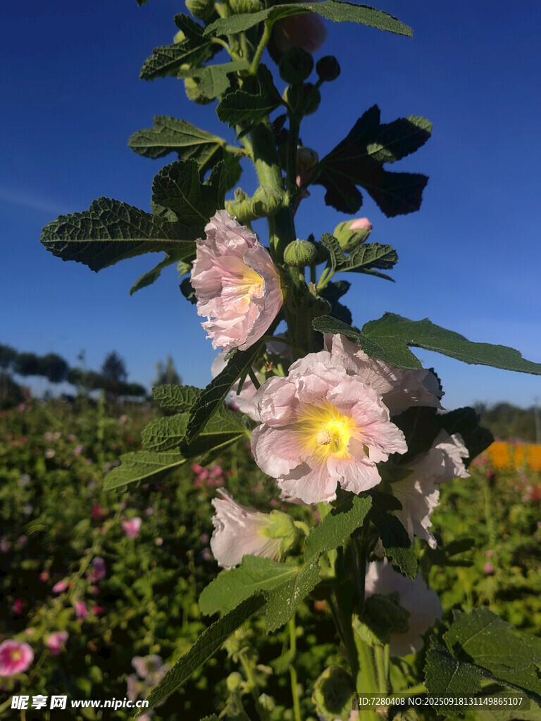 田野中綻放的美麗蜀葵花