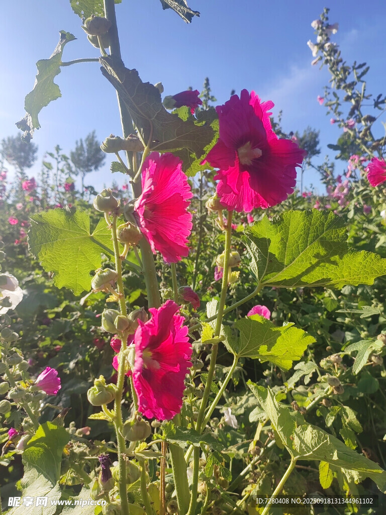 陽光下綻放的艷麗花朵