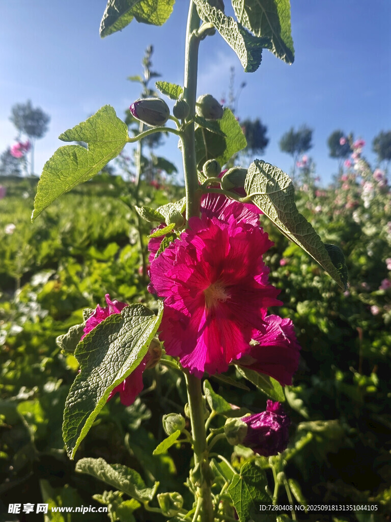 嬌艷蜀葵花綻放于綠野