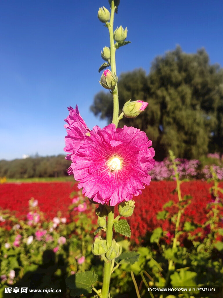田野中綻放的艷麗蜀葵花