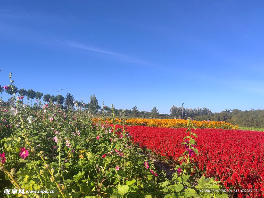絢爛花田繪就自然美景