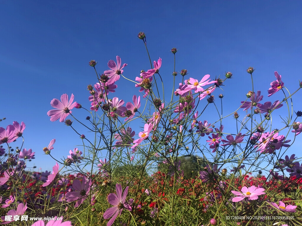 藍(lán)天粉花自然美麗景致