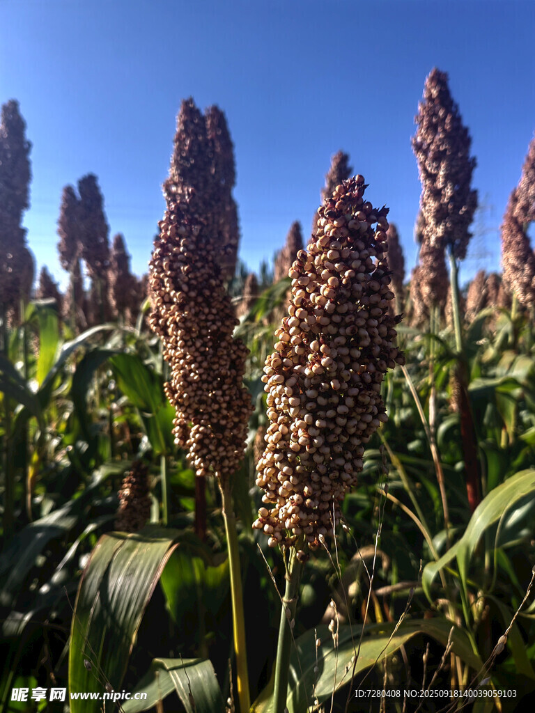 田野中的紅高粱