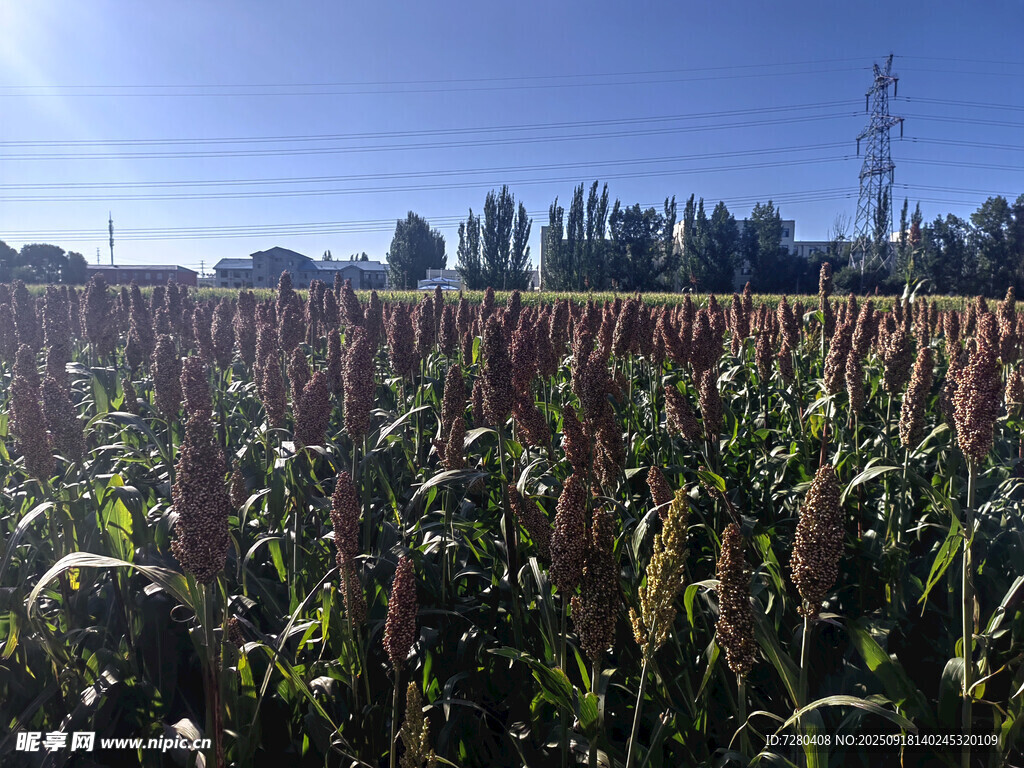 秋日高粱田美景