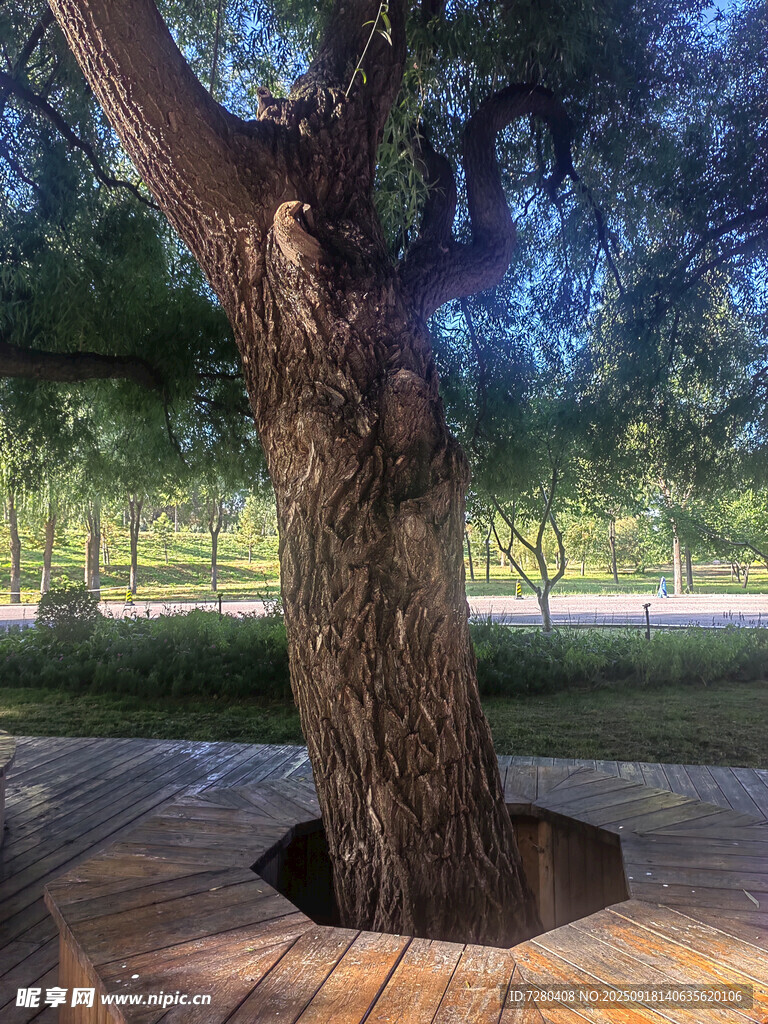 粗壯大樹立于圓形樹池