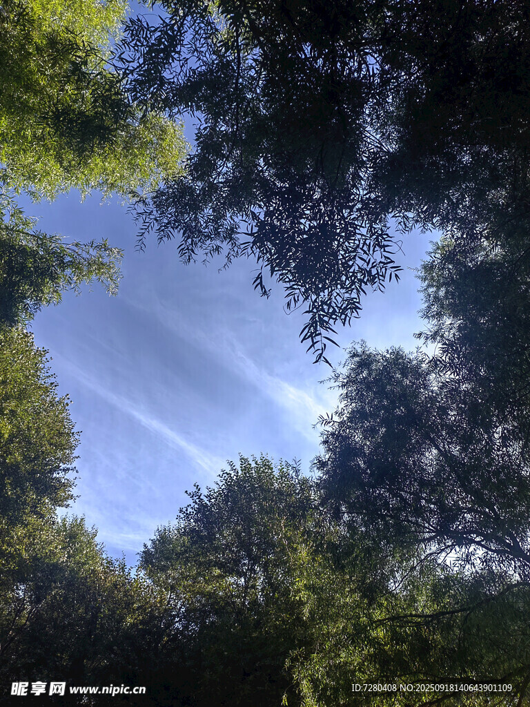 仰望林間藍(lán)天
