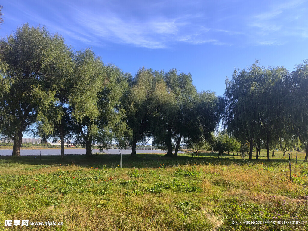 郊外綠樹草地藍天風景