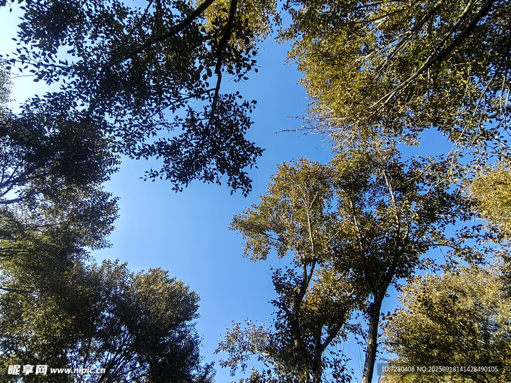 仰望藍(lán)天與繁茂樹林