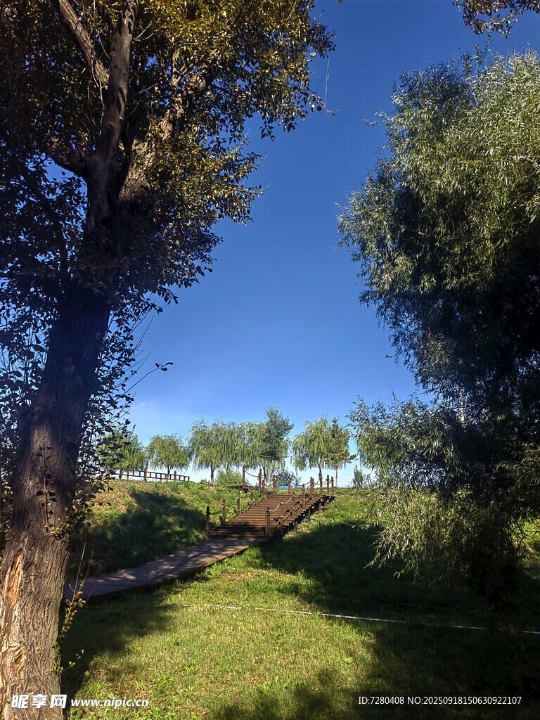 林間小道綠意盎然的景致