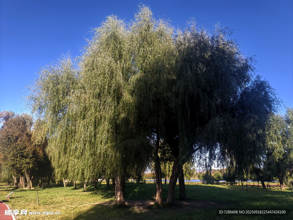 公園中的蔥郁柳樹景觀
