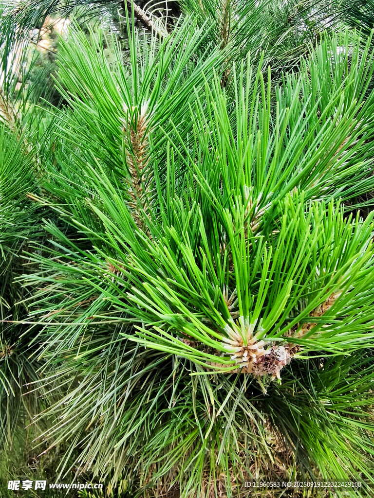 翠綠松針特寫