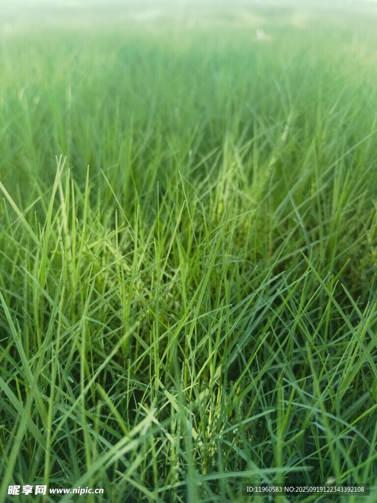 翠綠茂盛的青青草地