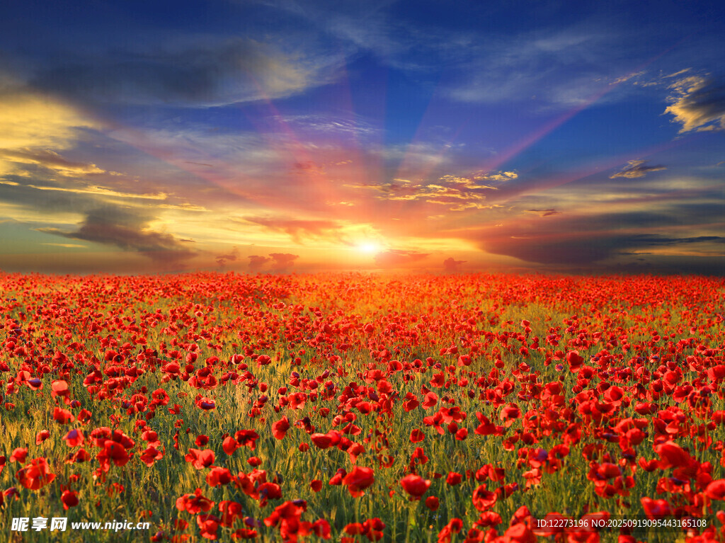 夕陽下的紅色花海美景