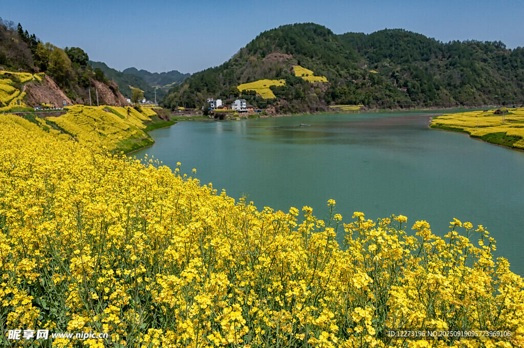 春日河畔油菜花田美景