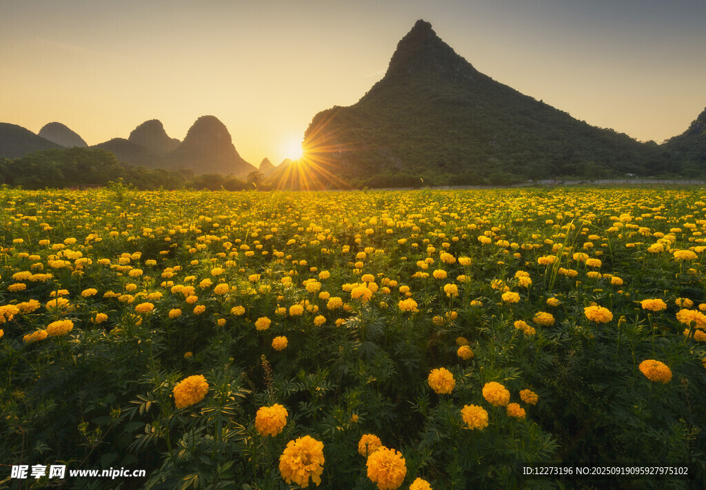 夕陽下的金黃花海與遠山