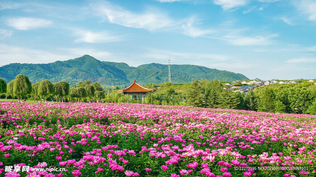 浪漫花海中的中式建筑