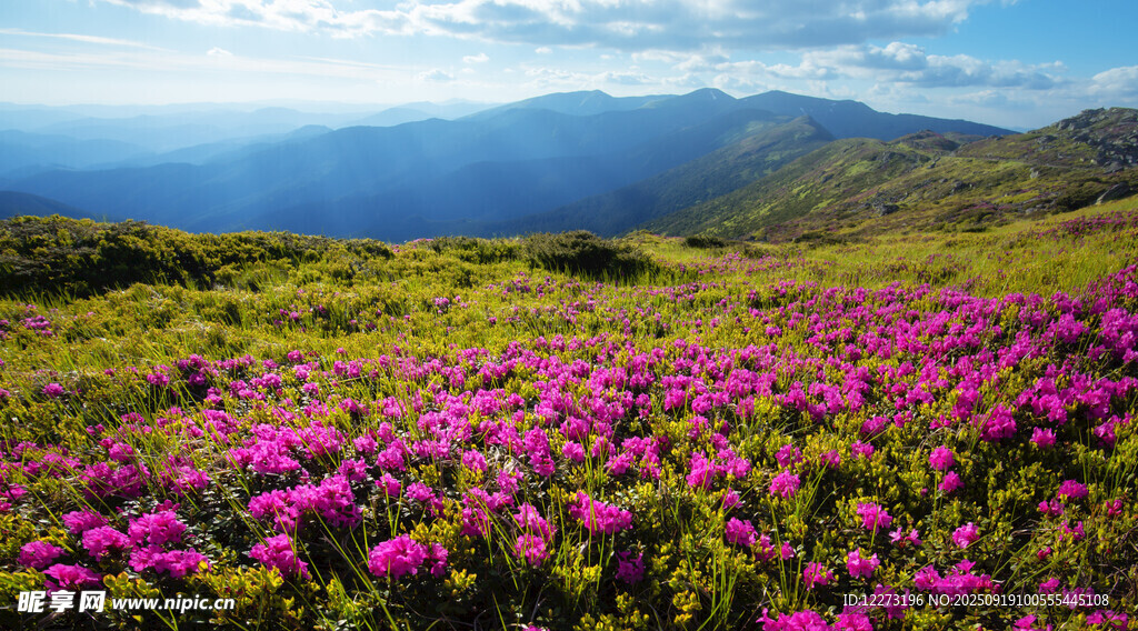 山間絢爛花海美景