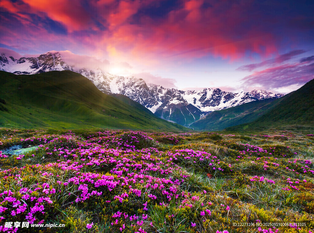 花海映雪山的壯麗美景