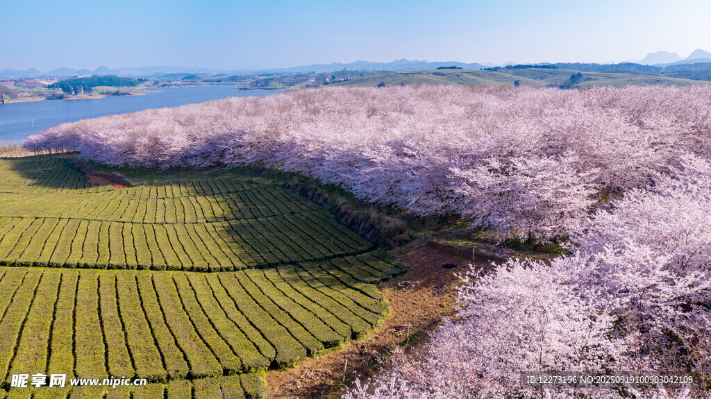 櫻花茶園的美麗春日風(fēng)光
