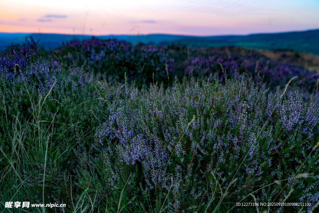夕陽下的紫色花田美景