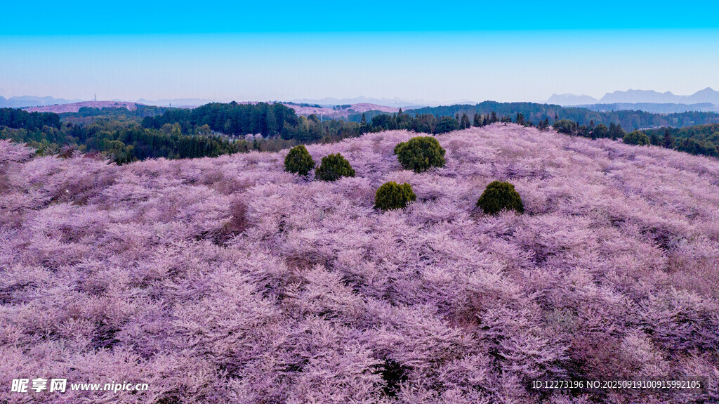 粉櫻盛開的美麗山野風光