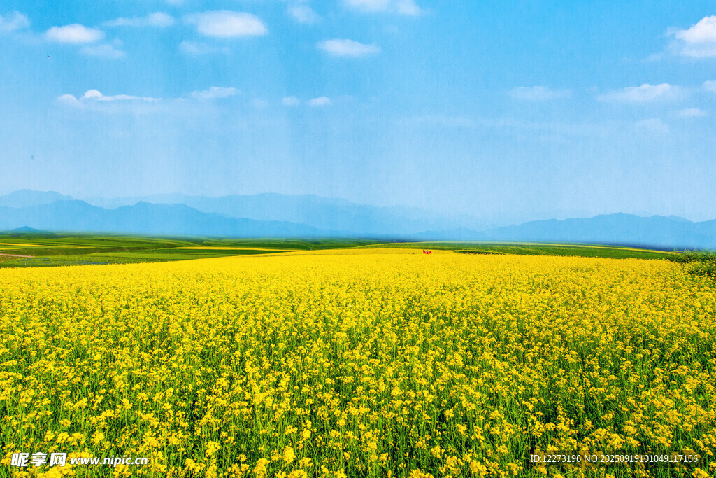 金黃油菜花海 