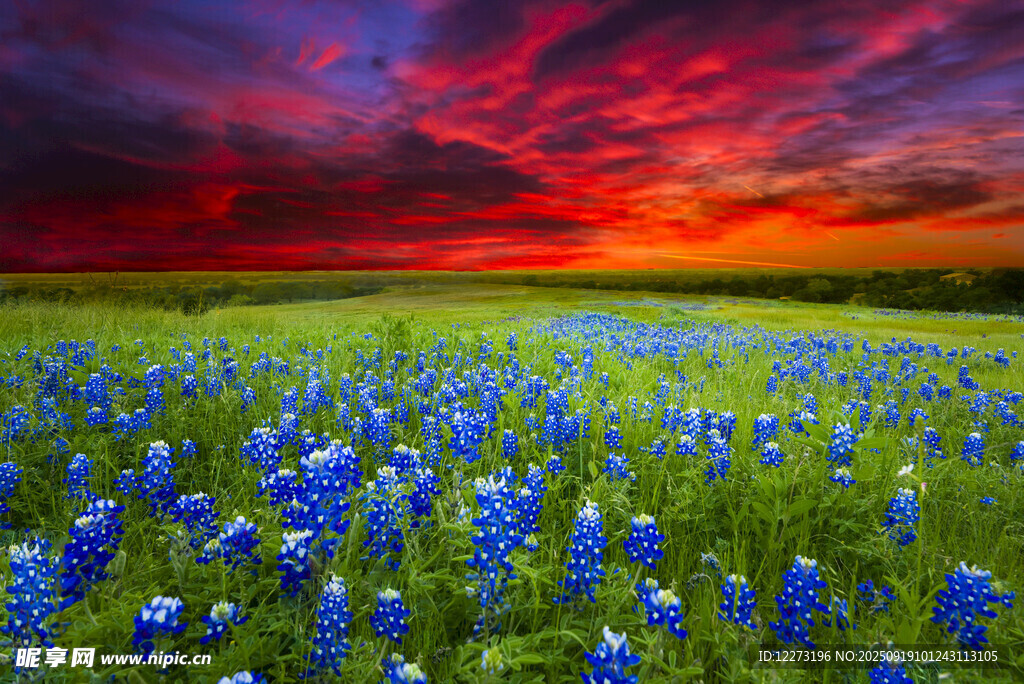 夕陽下的藍花田野美景