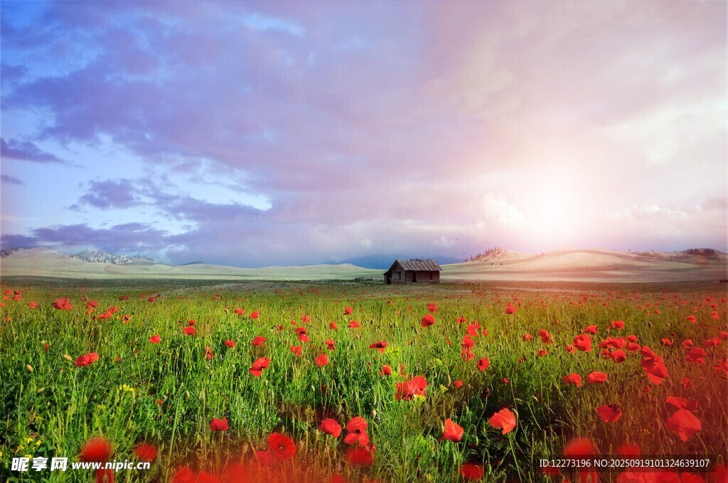 花海夕陽 