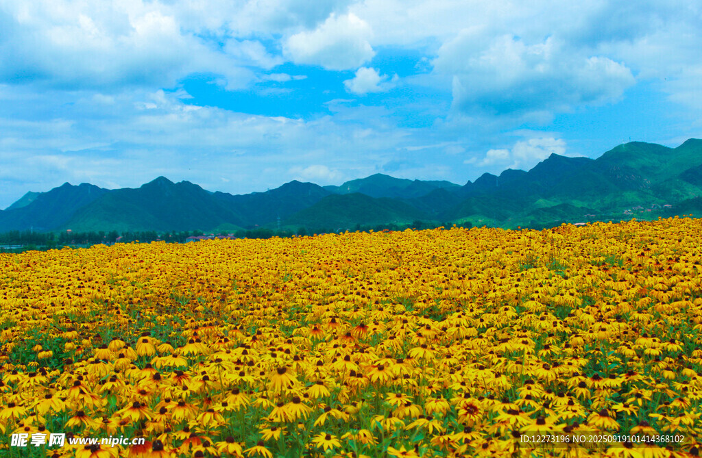 金黃花海與遠(yuǎn)山藍(lán)天美景