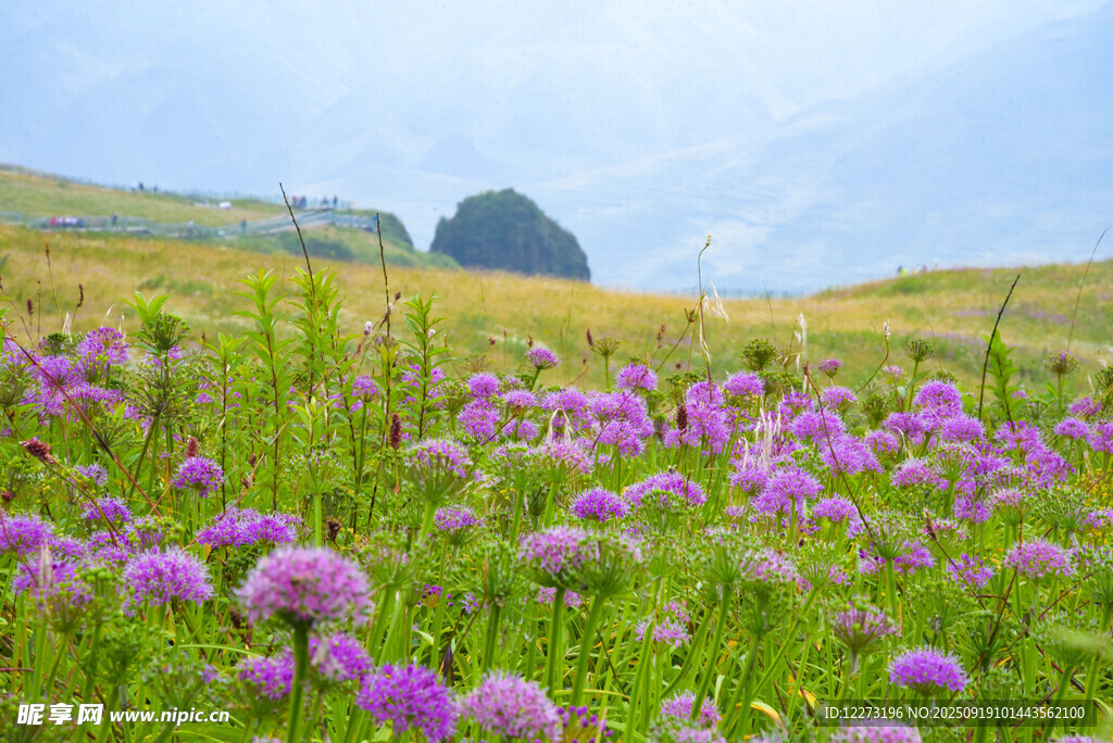 紫色花海中的美麗田園風(fēng)光