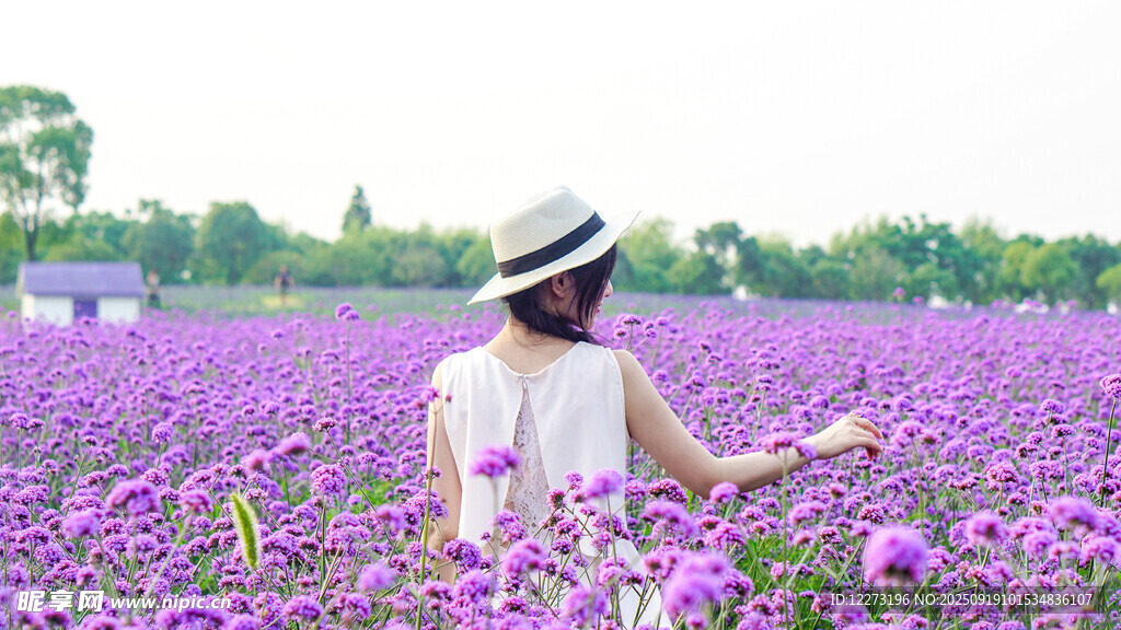 漫步紫色花海的優(yōu)雅女子