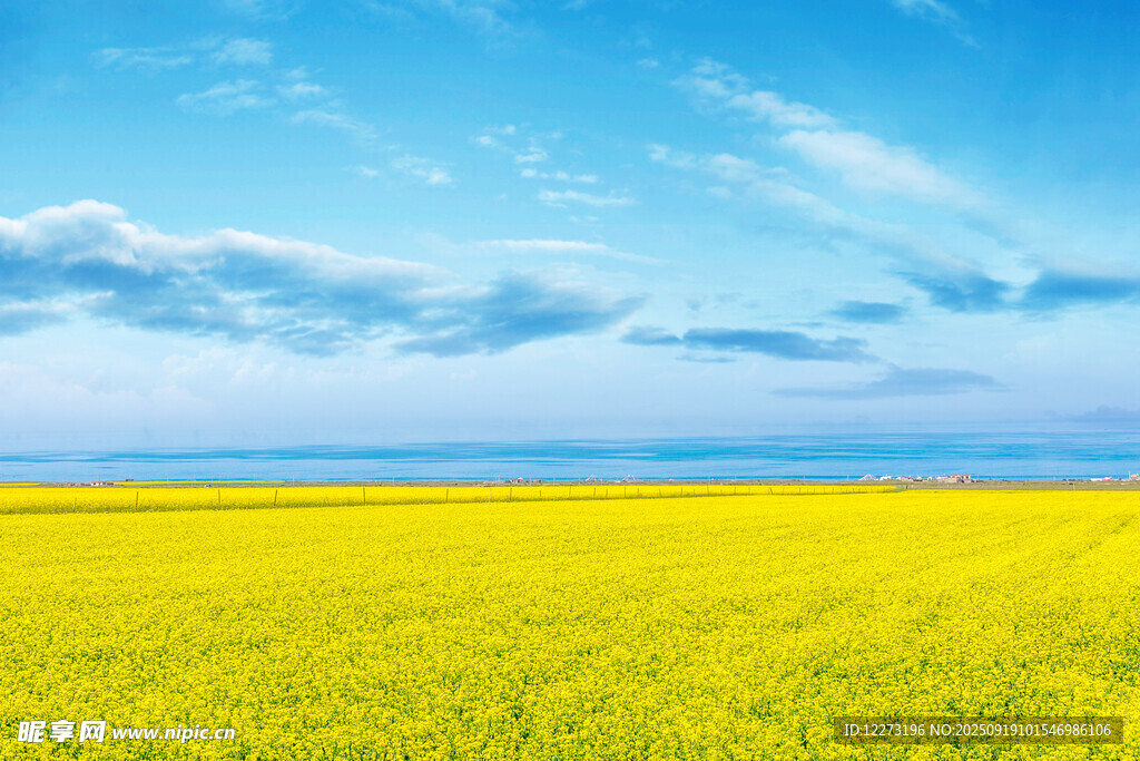 金黃油菜田與藍(lán)天美景