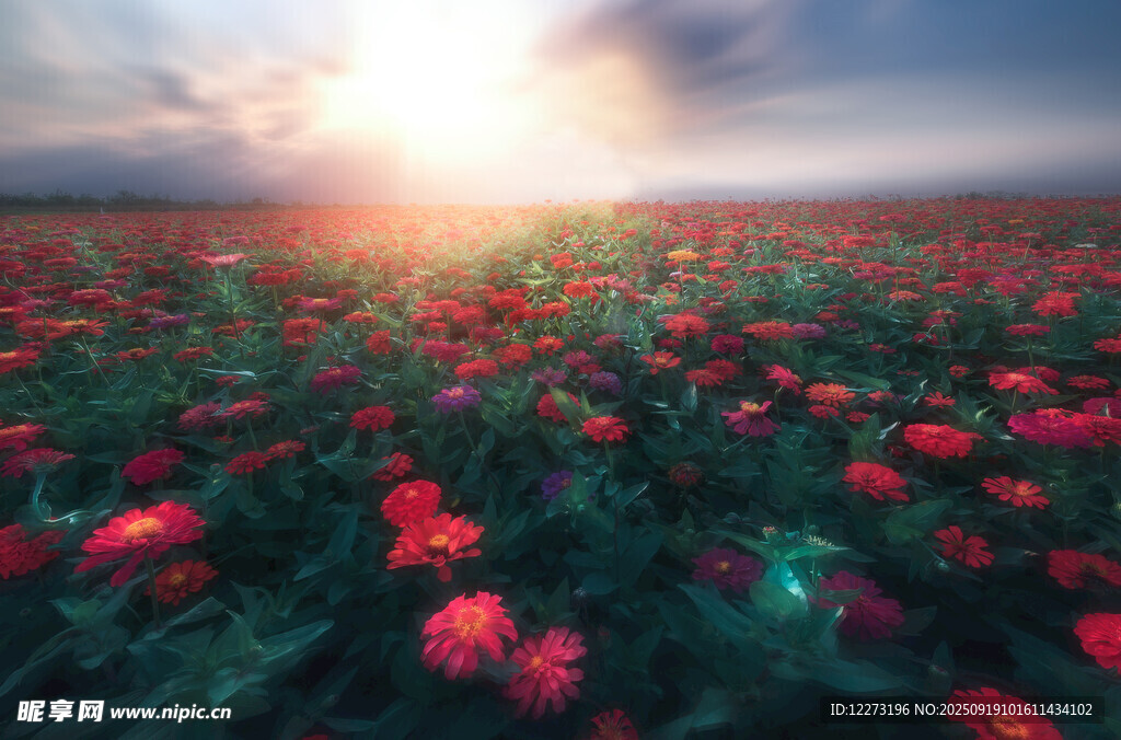 夕陽下的絢爛紅色花海