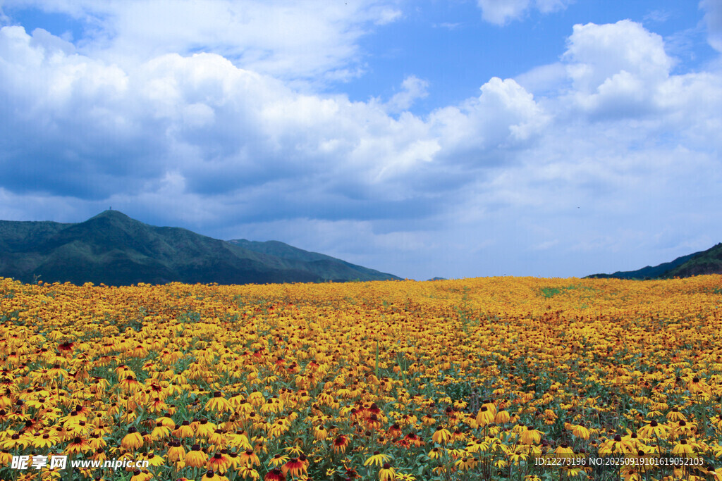 金黃花海與遠(yuǎn)山藍(lán)天美景