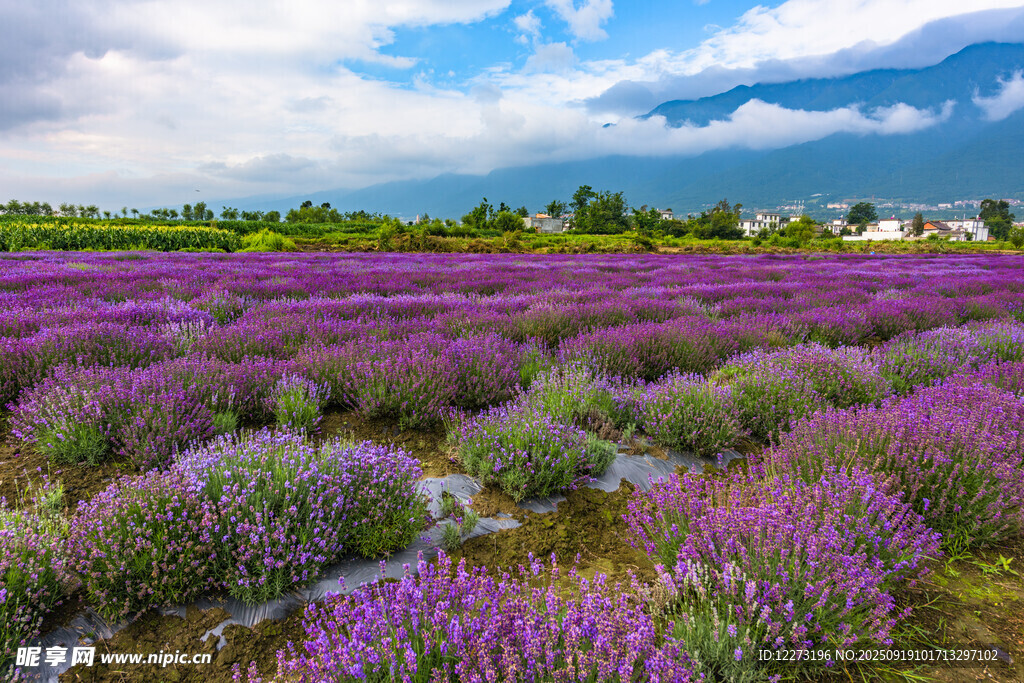 紫色薰衣草花海田園風(fēng)光