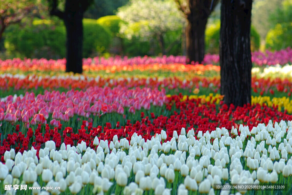 多彩郁金香花海美景
