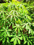 木暑樹