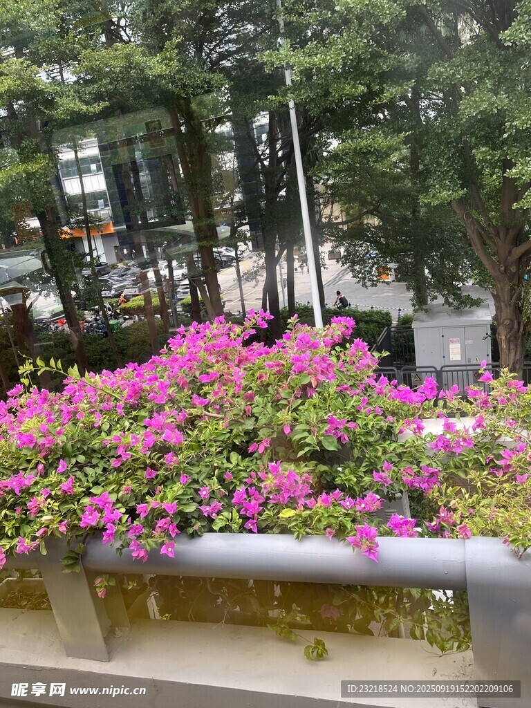 街頭盛開三角梅