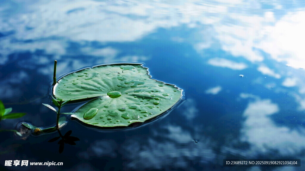 水面上的荷葉