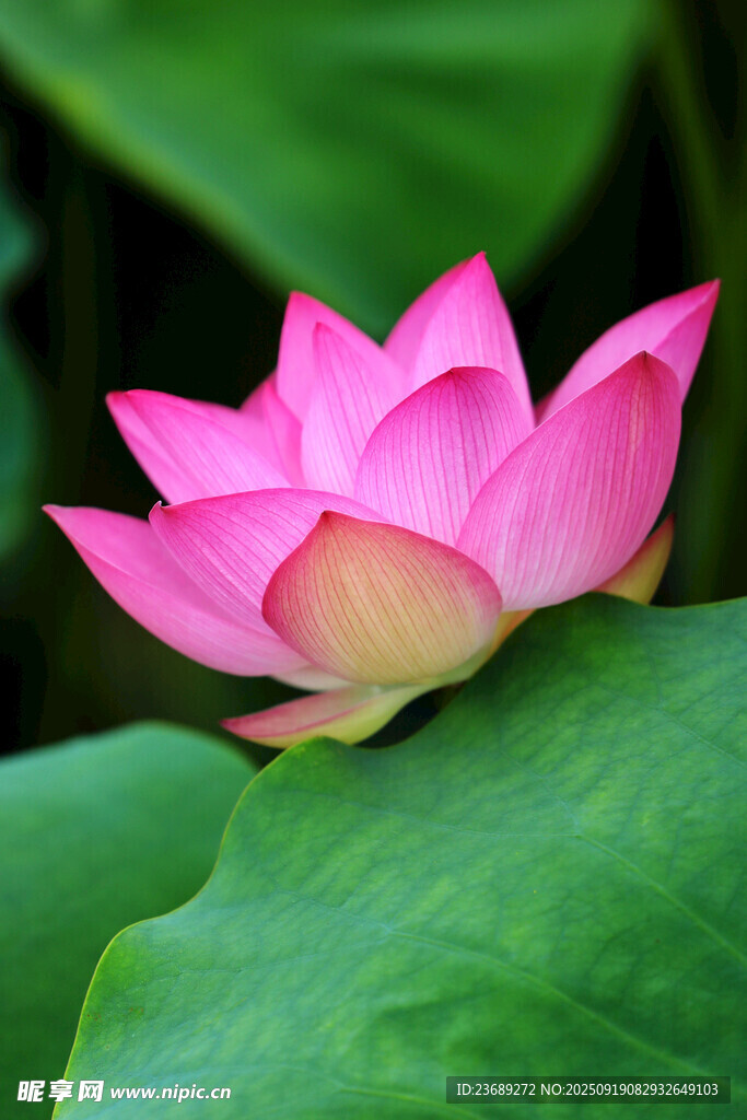 粉色荷花