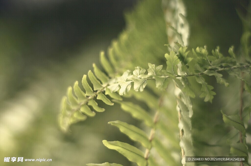 翠綠蕨類植物特寫