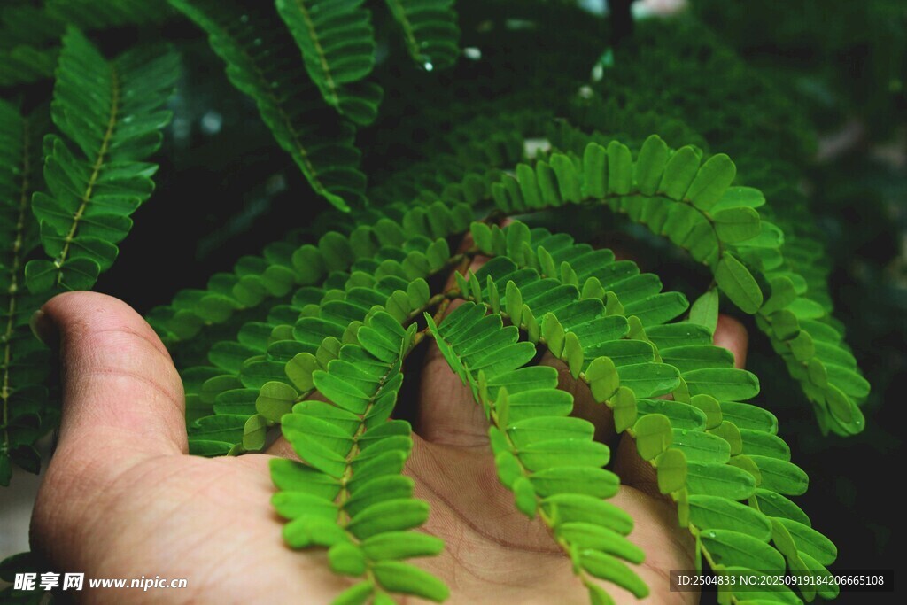 手托翠綠蕨類葉片